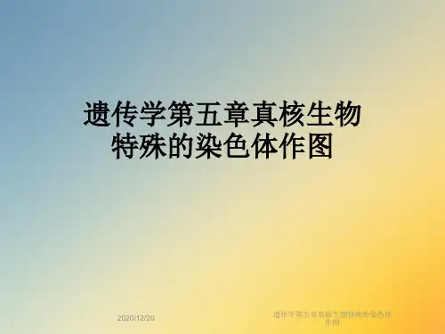 遗传学第五章真核生物特殊的染色体作图