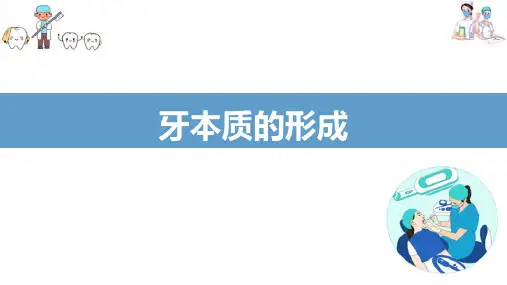牙体组织—牙本质(口腔组织病理学课件)
