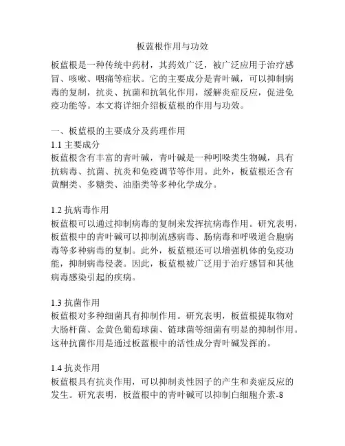 板蓝根作用与功效