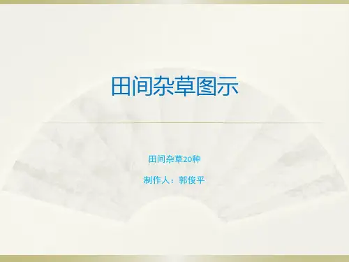 部分田间杂草图鉴
