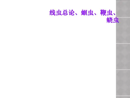 线虫总论、蛔虫、鞭虫、蛲虫