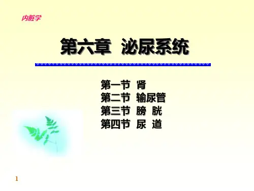 解剖学 泌尿系统PPT课件