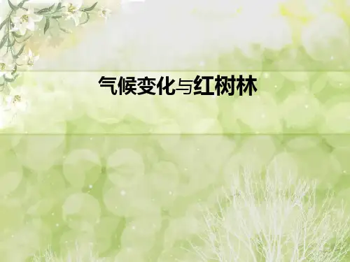 红树林PPT