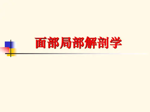 面部解剖学--培训