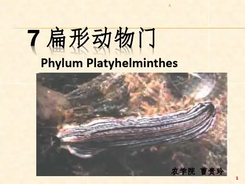 《扁形动物门》ppt课件