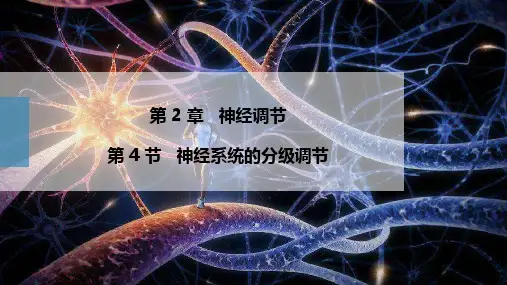 2.4神经系统的分级调节(教学课件)—高二上学期生物人教版选择性必修1