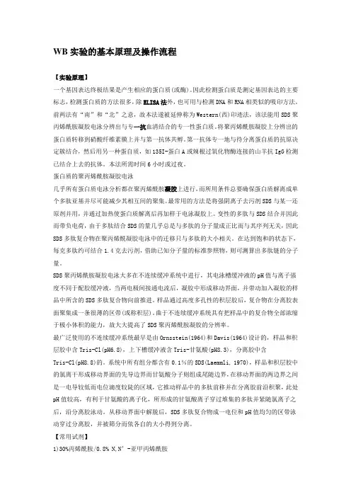 WB实验的基本原理及操作流程