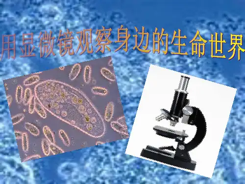 六年级科学下册 第一单元 微小世界 7《用显微镜观察身