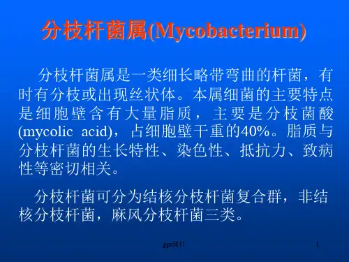 结核分枝杆菌  ppt课件