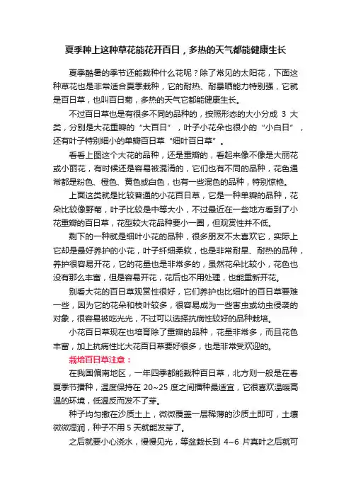 夏季种上这种草花能花开百日，多热的天气都能健康生长