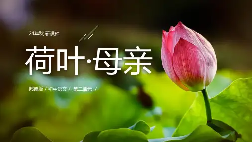 7 散文诗二首 荷叶母亲 课件(共23张PPT).ppt