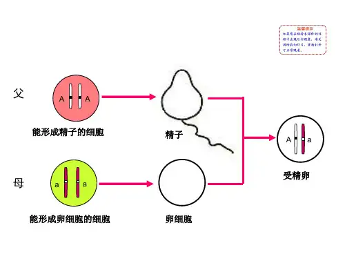 新人教版八年级生物下册基因的显性和隐性ppt课件