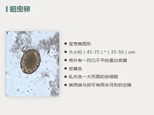 寄生虫学虫卵总结及图片