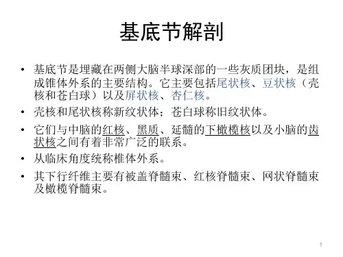基底节区及内囊ppt课件