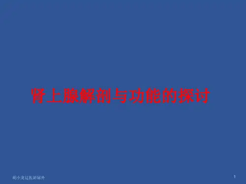 肾上腺的解剖与功能PPT课件