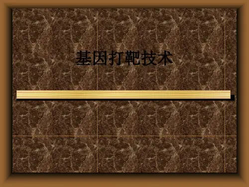 基因打靶技术ppt课件