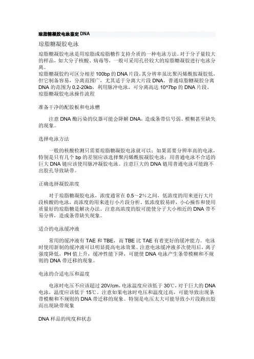 琼脂糖凝胶电泳鉴定DNA