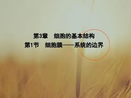 2018学年高中生物必修1同步精讲课件：第3章 第1节 细胞的基本结构 细胞膜 系统的边界