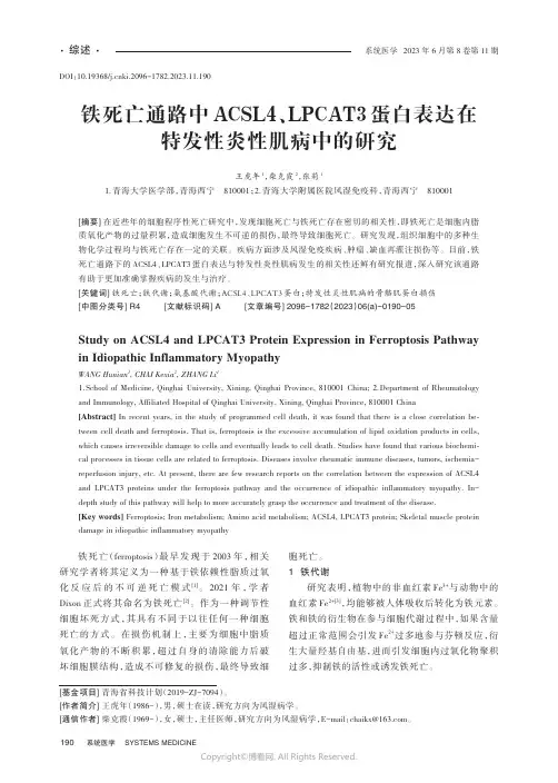 铁死亡通路中ACSL4、LPCAT3蛋白表达在特发性炎性肌病中的研究