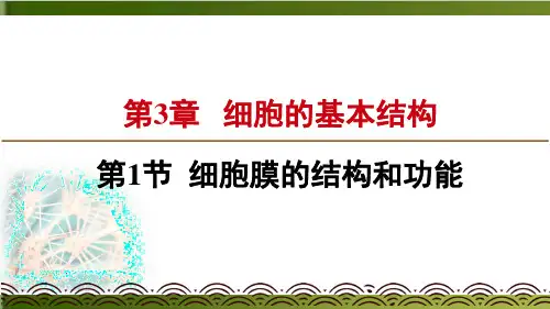 新【人教版材】核酸实用ppt2