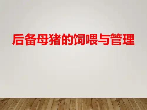 后备母猪的饲喂与管理 