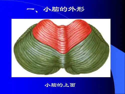 小脑解剖