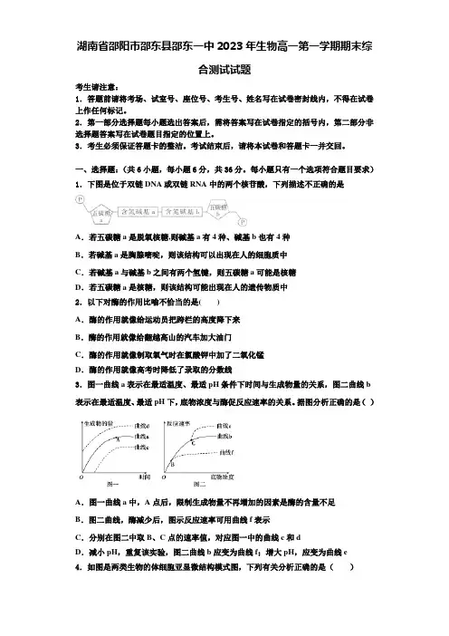 湖南省邵阳市邵东县邵东一中2023年生物高一第一学期期末综合测试试题含解析