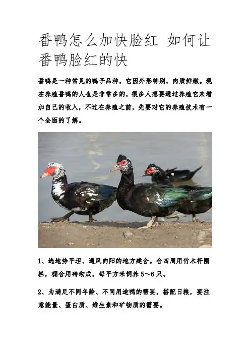 番鸭怎么加快脸红 如何让番鸭脸红的快