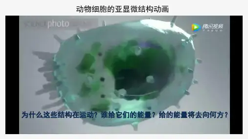 5.1降低化学反应活化能的酶 一 酶的作用和本质 教学课件 高中生物人教版必修一