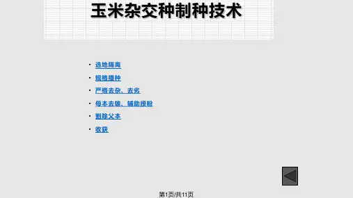 玉米杂交种制种技术PPT课件