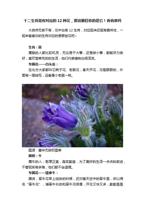 十二生肖竟有对应的12种花，据说最旺你的是它！看看准吗