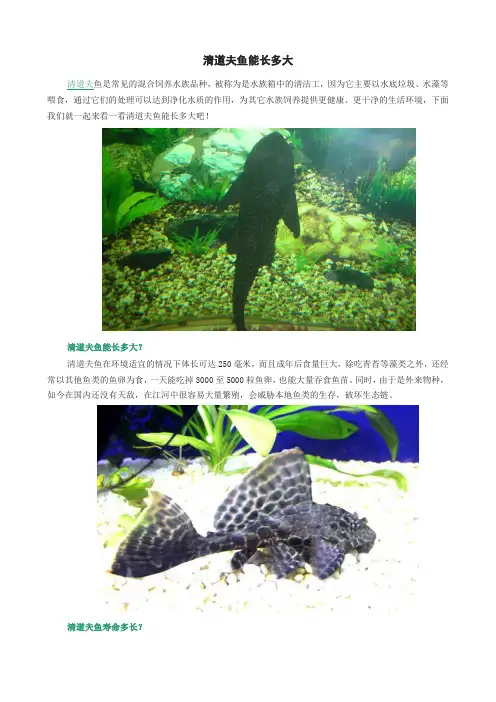 清道夫鱼能长多大