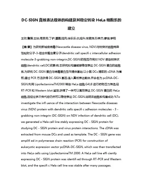 DC-SIGN真核表达载体的构建及其稳定转染HeLa细胞系的建立