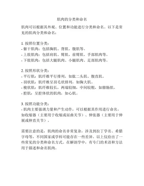 肌肉的分类和命名