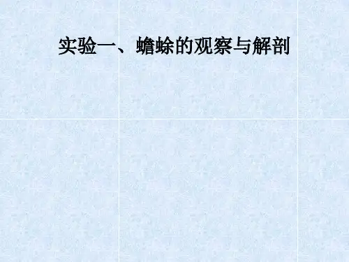 实验八、蟾蜍的观察与解剖