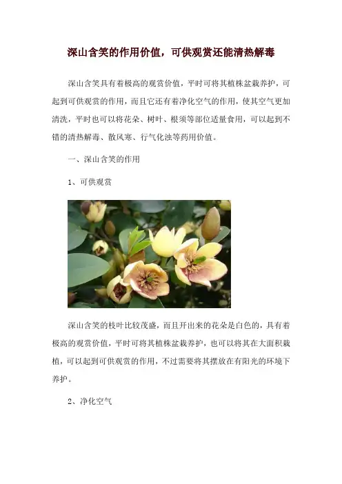 深山含笑的作用价值,可供观赏还能清热解毒