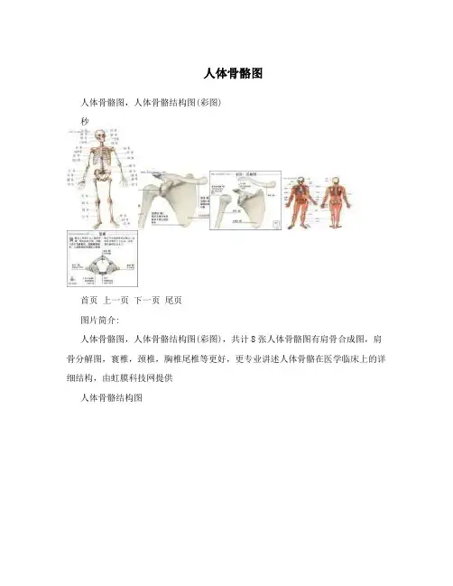 人体骨骼图