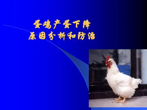 蛋鸡产蛋下降的原因分析