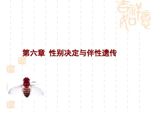 高中生物 第六章性别决定与伴性遗传
