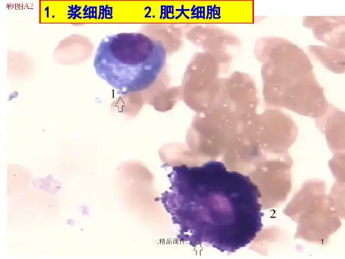 全版骨髓细胞图谱.ppt