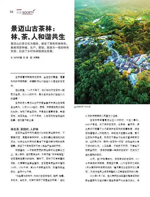普洱景迈山古茶林：林、茶、人和谐共生