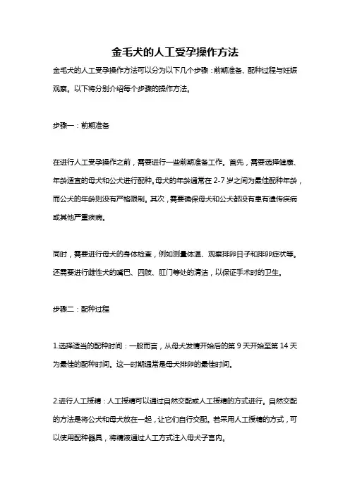 金毛犬的人工受孕操作方法