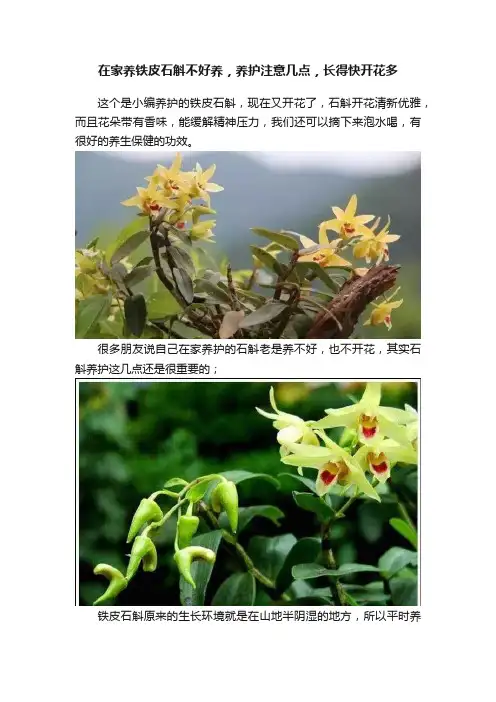 在家养铁皮石斛不好养，养护注意几点，长得快开花多