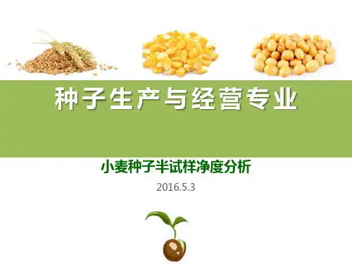 种子净度分析—小麦种子半试样净度分析