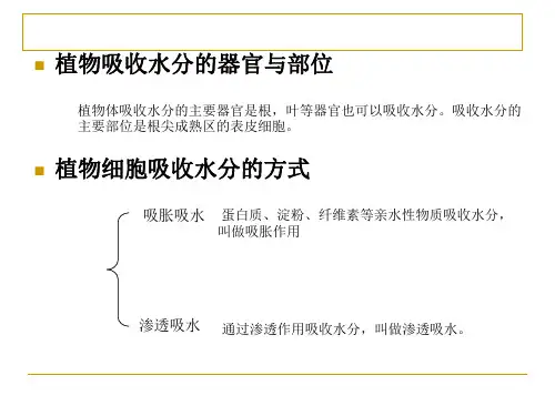 绿色植物的新陈代谢2高品质版课件