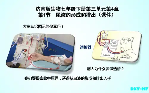济南版七年级下册生物：第一节 尿液的形成和排出
