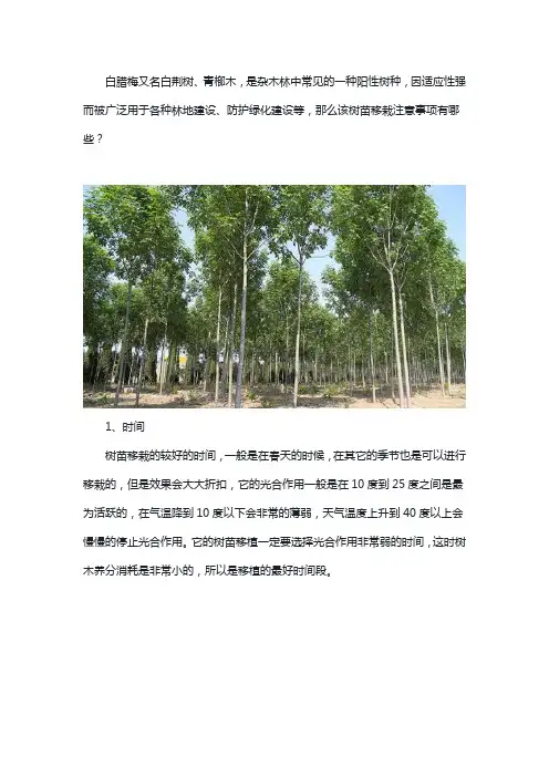 白蜡树苗移栽注意事项