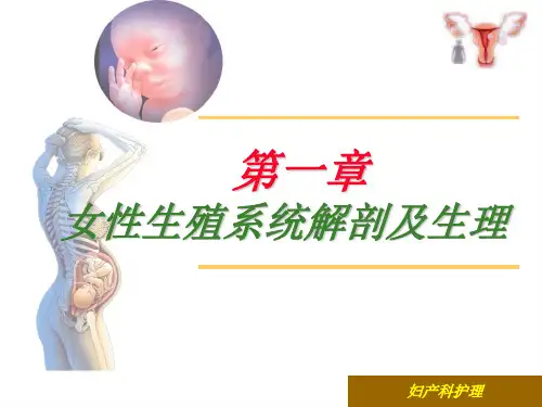 女性生殖系统解剖及生理PPT课件