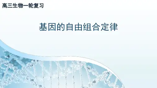 高三一轮复习-自由组合定律课件(市级公开课)