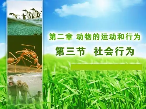 《第三节_社会行为》人教版(新版)八上【精品课件】